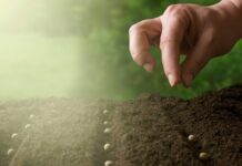 Plante boas sementes Capa do podcast reflexão da Biblia com o tema Plante boas sementes