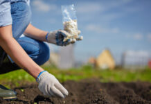 O segredo para uma vida próspera, Semeie em Terra boa Pessoa semeando em Terra boa