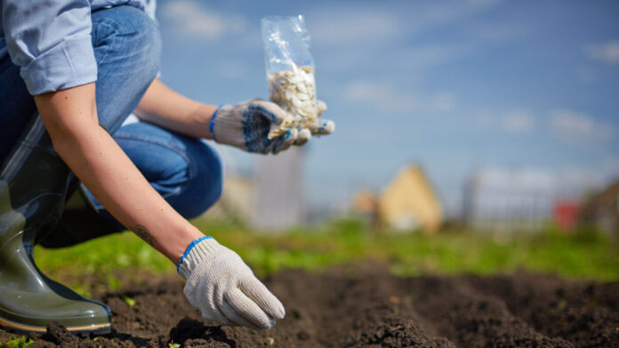 Semeie em Terra boa Pessoa semeando em Terra boa