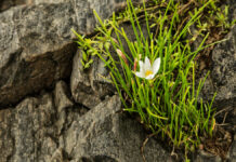 Superação, o milagre para o Crescimento Capra do podcast Reflexão da biblia com o temha Superação o milagre para o Crescimento