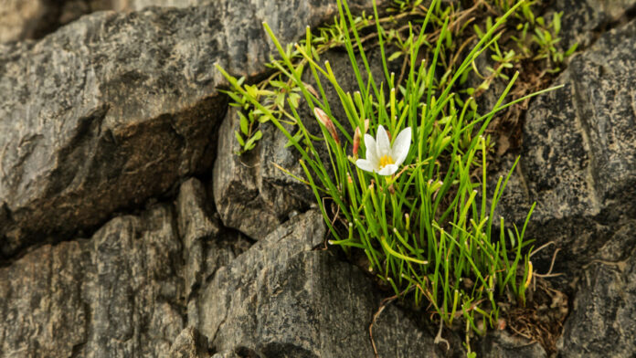 Superação o milagre para o Crescimento Capra do podcast Reflexão da biblia com o temha Superação o milagre para o Crescimento