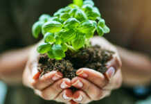 A Lei da Semeadura em Marcos 4 foto de uma pessoa segurando uma planta com raiz em suas mãos