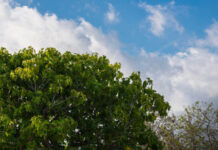 Quando a Figueira Não Dá Frutos: Reflexões sobre Marcos 11.12-14